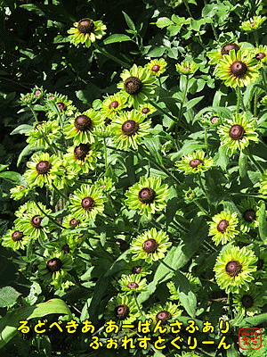 ���h�x�L�A �A�[�o���T�t�@���u�t�H���X�g�O���[���v