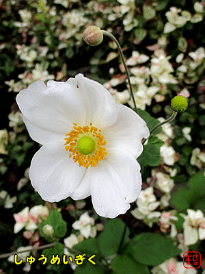 �V���E���C�M�N