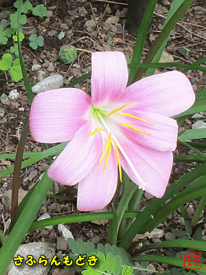 �u�T�t�������h�L�v�u�m�J���]�E�v