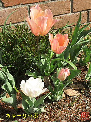 �`���[���b�v