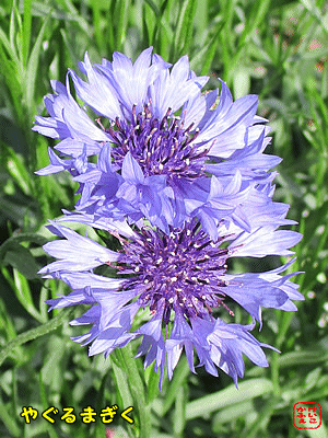 ���O���}�M�N