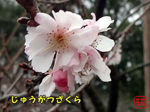 ӂ@ɂځ@͂ȁ@Vh䉑@2015N2@WEKcUN