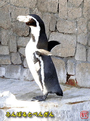 けいこかふぇ　フンボルトペンギン