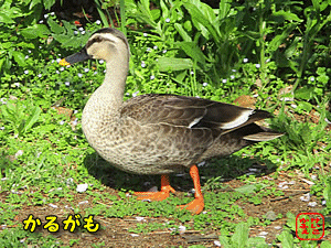 �J���K��