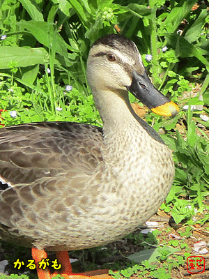 �J���K��