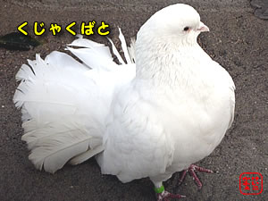 ӂ@ɂځ@旧ǂ NWNog