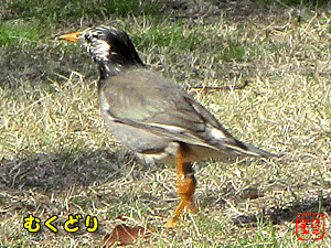 Nh
